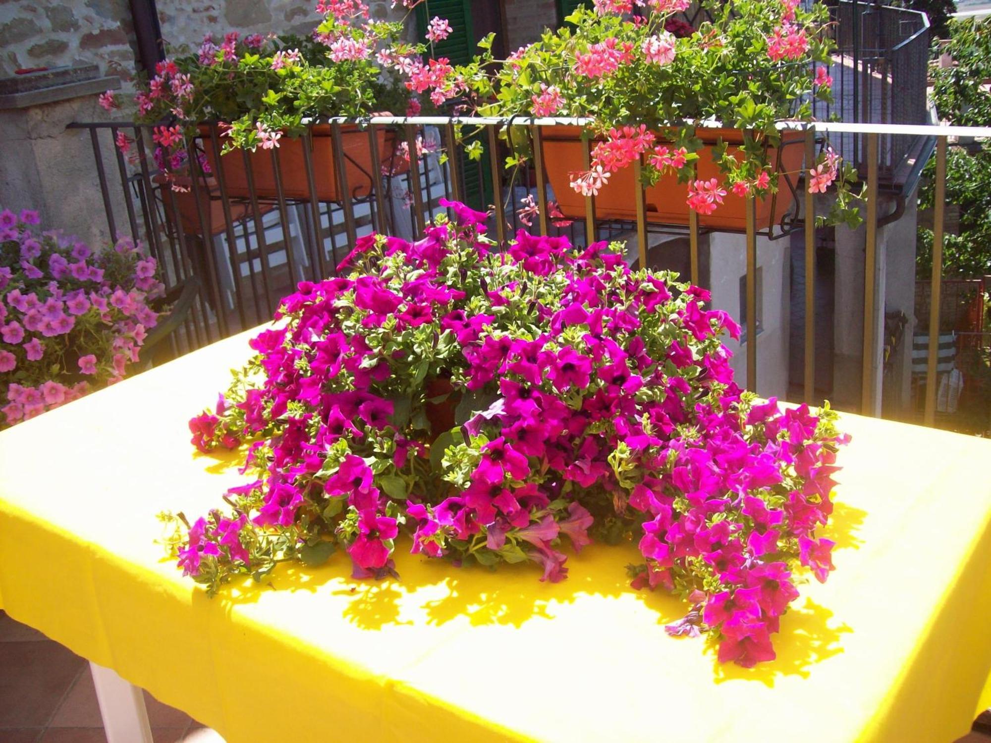 La Terrazza Fio...rita *